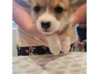 Pembroke Welsh Corgi Puppy for sale in Payson, UT, USA