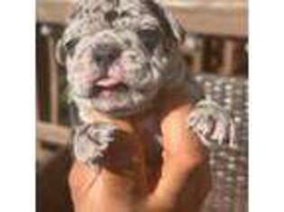 French Bulldog Puppy for sale in Alexandria, VA, USA