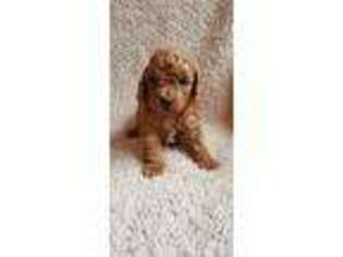 Labradoodle Puppy for sale in Colerain, NC, USA