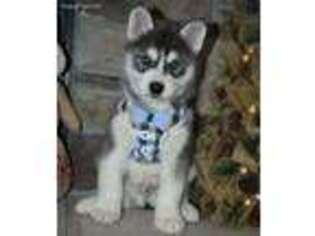 Siberian Husky Puppy for sale in De Soto, MO, USA