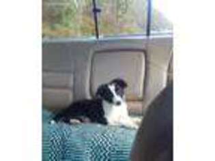 Border Collie Puppy for sale in Ripley, TN, USA