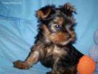 Yorkshire Terrier Puppy for sale in Minneapolis, MN, USA