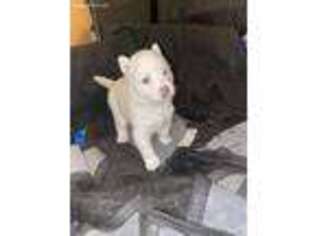 Siberian Husky Puppy for sale in Citrus Heights, CA, USA