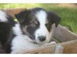 Border Collie Puppy for sale in Chandler, AZ, USA