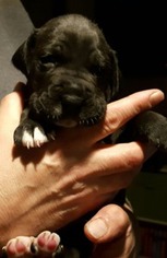 Great Dane Puppy for sale in Mesa, AZ, USA