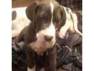 Great Dane Puppy for sale in Warsaw, NY, USA