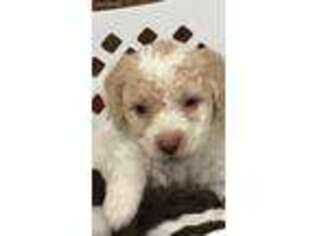 Goldendoodle Puppy for sale in Converse, IN, USA