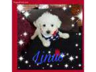 Bichon Frise Puppy for sale in Loogootee, IN, USA