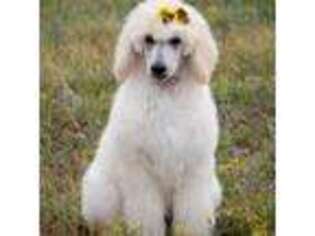 Mutt Puppy for sale in Elbert, CO, USA