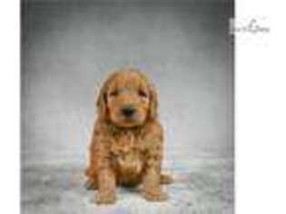 Goldendoodle Puppy for sale in Fort Worth, TX, USA