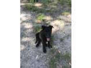 German Shepherd Dog Puppy for sale in Hilliard, FL, USA