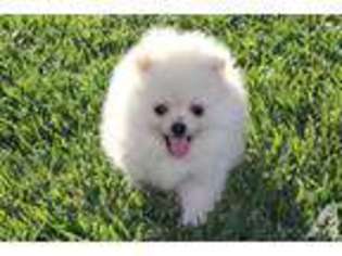 Pomeranian Puppy for sale in FREMONT, CA, USA