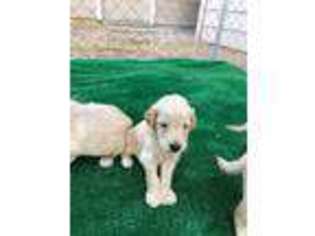 Goldendoodle Puppy for sale in Palo Cedro, CA, USA