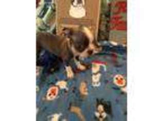 Boston Terrier Puppy for sale in Fidelity, IL, USA