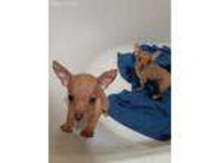 Chihuahua Puppy for sale in Cameron Mills, NY, USA