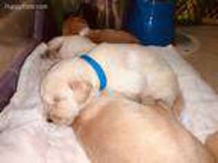 Golden Retriever Puppy for sale in Malabar, FL, USA