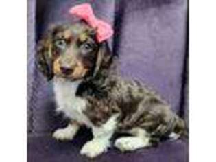 Dachshund Puppy for sale in Monmouth Beach, NJ, USA