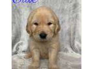 Golden Retriever Puppy for sale in Palmer, AK, USA