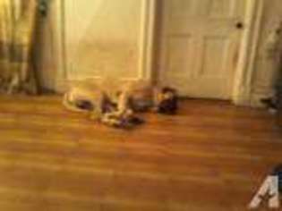 Mastiff Puppy for sale in BAY SHORE, NY, USA