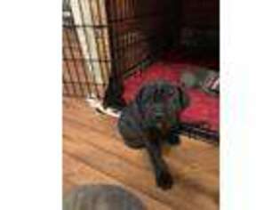 Cane Corso Puppy for sale in Voorheesville, NY, USA