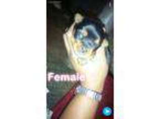 Yorkshire Terrier Puppy for sale in Maple Heights, OH, USA