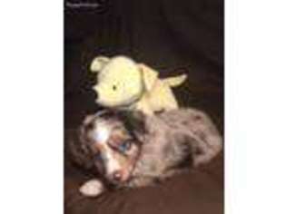 Miniature Australian Shepherd Puppy for sale in Center Ridge, AR, USA