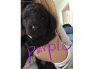 Mutt Puppy for sale in Morgan Hill, CA, USA