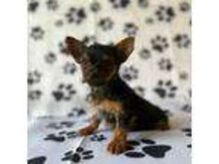 Chorkie Puppy for sale in Kissimmee, FL, USA