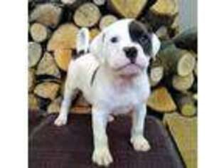 Alapaha Blue Blood Bulldog Puppy for sale in Shelocta, PA, USA