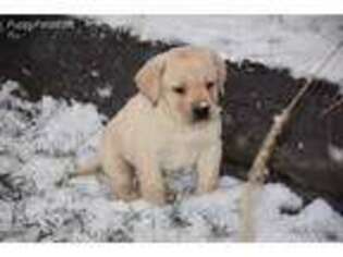 Labrador Retriever Puppy for sale in Roaring Spring, PA, USA