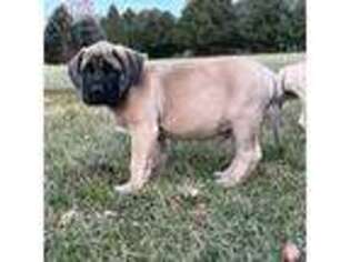 Mastiff Puppy for sale in New Park, PA, USA