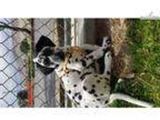 Dalmatian Puppy for sale in Palm Springs, CA, USA