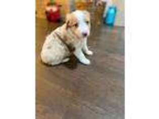 Miniature Australian Shepherd Puppy for sale in Luling, TX, USA