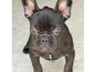 French Bulldog Puppy for sale in Piedmont, CA, USA