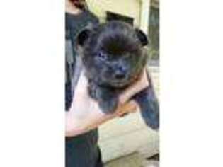 Pomeranian Puppy for sale in Topeka, KS, USA
