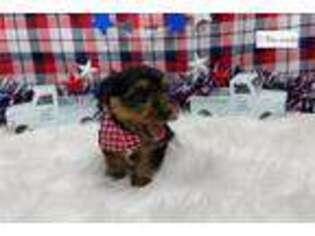 Yorkshire Terrier Puppy for sale in Saint Louis, MO, USA