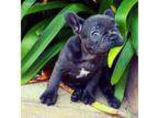 French Bulldog Puppy for sale in Grand Junction, IA, USA
