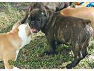 Miniature Bulldog Puppy for sale in Barco, NC, USA