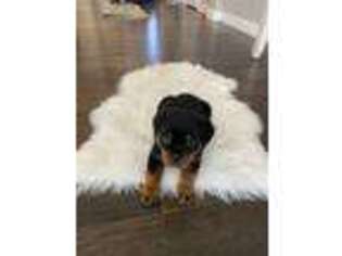 Rottweiler Puppy for sale in Denver, CO, USA