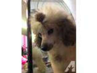 Mutt Puppy for sale in INDIO, CA, USA