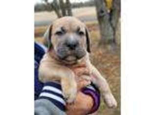 Cane Corso Puppy for sale in Ayden, NC, USA
