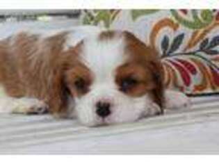 Cavalier King Charles Spaniel Puppy for sale in Kite, GA, USA