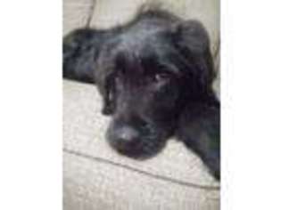 Labradoodle Puppy for sale in Richlands, NC, USA