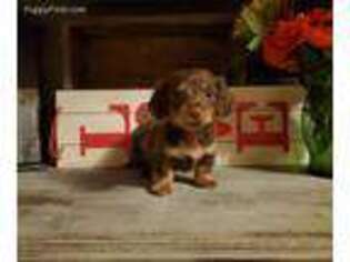 Dachshund Puppy for sale in Cabool, MO, USA