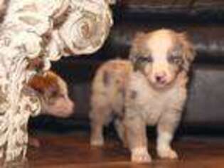 Miniature Australian Shepherd Puppy for sale in Powhatan, VA, USA