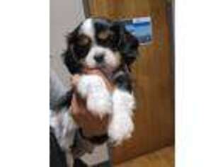 Cavalier King Charles Spaniel Puppy for sale in Alto, MI, USA