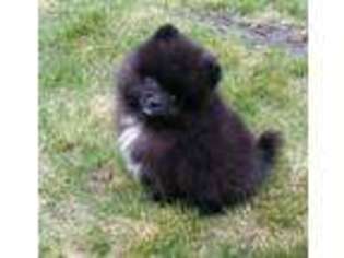 Pomeranian Puppy for sale in Longview, WA, USA