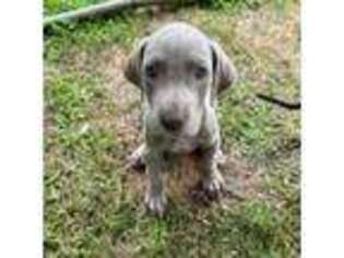 Great Dane Puppy for sale in Kingston, GA, USA