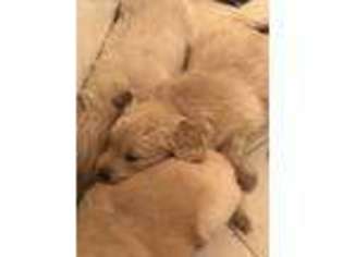 Golden Retriever Puppy for sale in Belding, MI, USA
