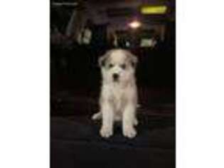Siberian Husky Puppy for sale in Hidalgo, TX, USA